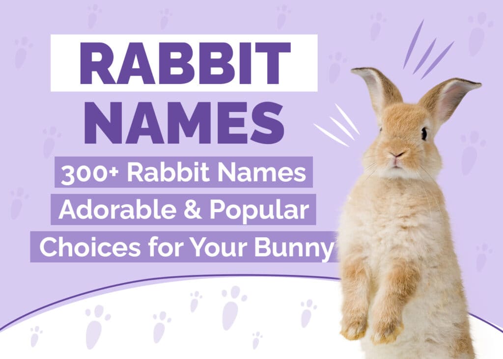 300 Rabbit Names: Adorable & Popular Choices for Your Bunny