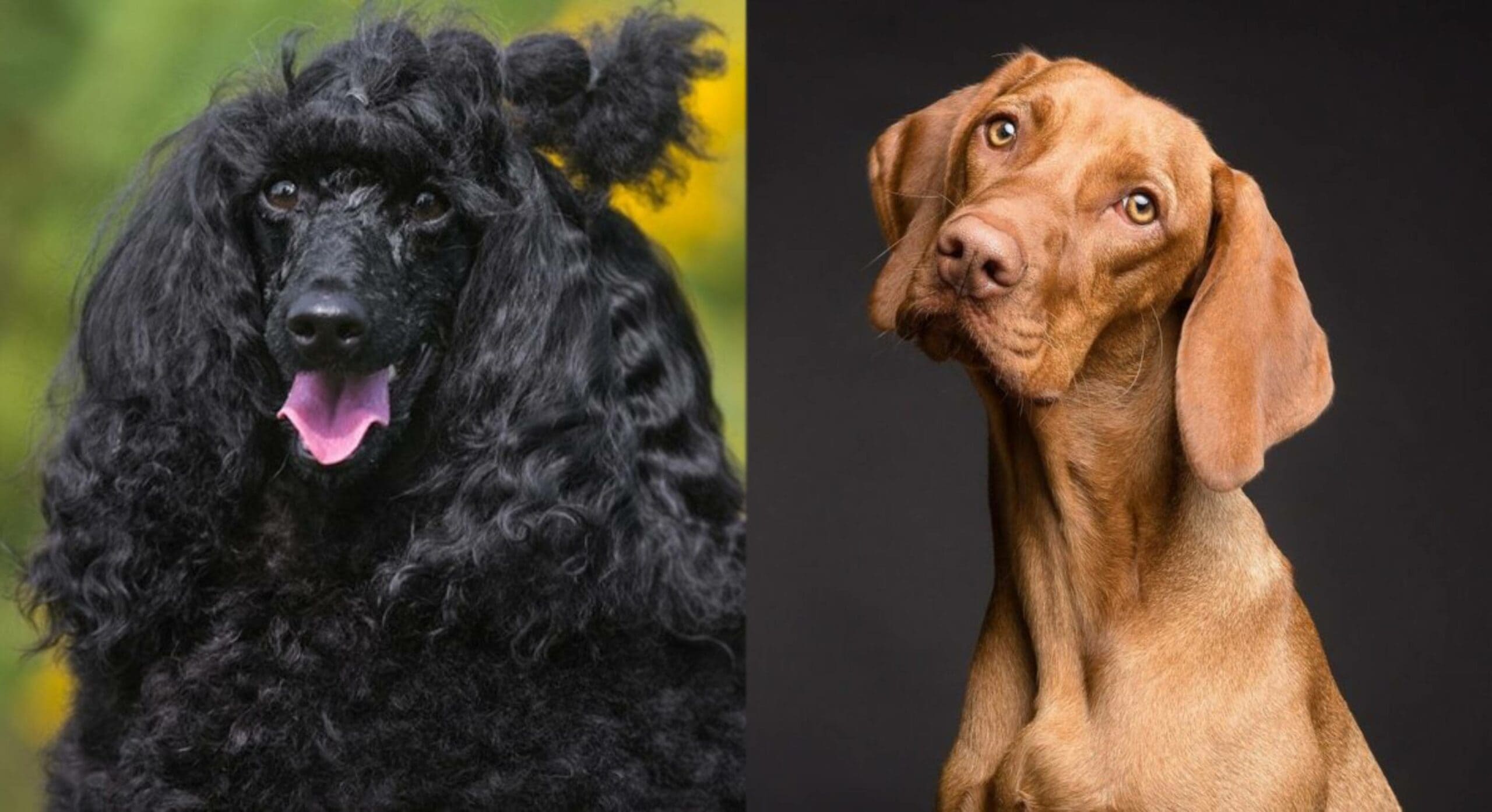 Poodle Vizsla Mix (Vizsladoodle): Pictures, Temperament & Traits