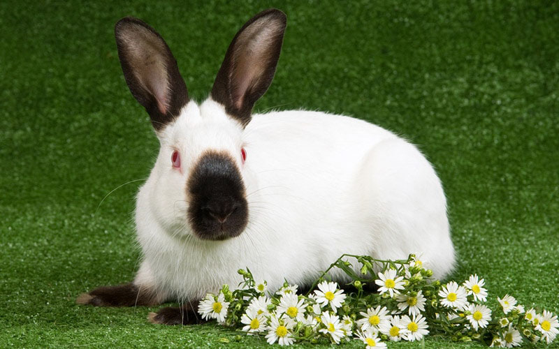 Himalayan Rabbit: Info, Care, Diet, Pictures & More