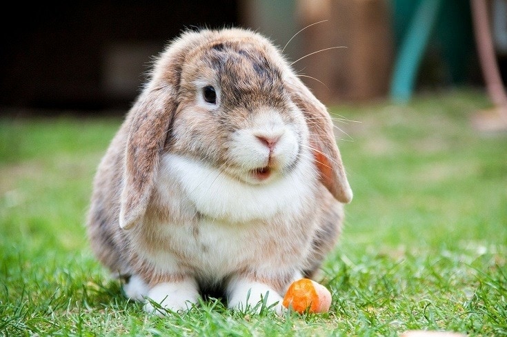 24 Small Rabbit Breeds (With Info & Pictures)