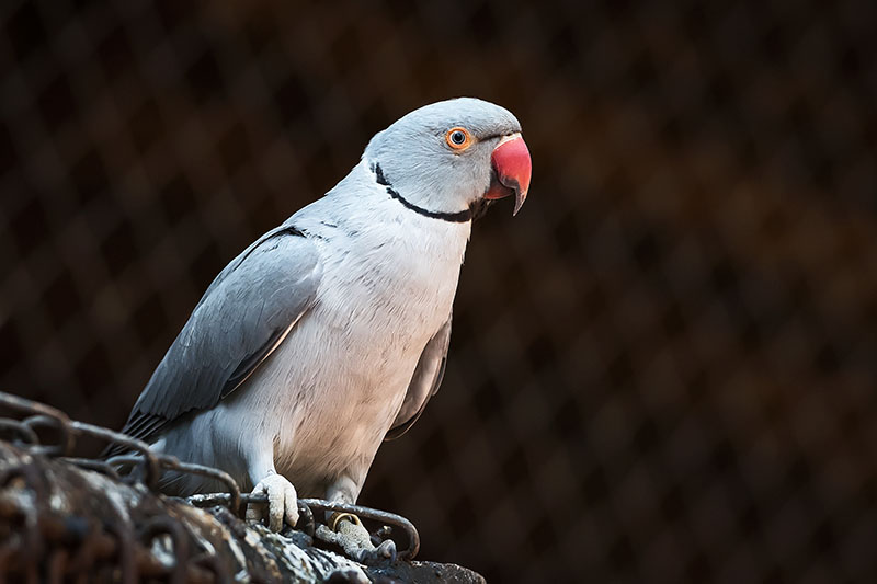 How to Tame a Parrot: 7 Effective Vet-Approved Steps
