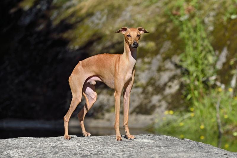30 Hypoallergenic Dog Breeds That Don’t Shed (Vet-Approved Info & Advice)