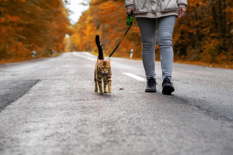 Can a Cat Wear a Harness All the Time? Vet-Approved Facts & FAQ