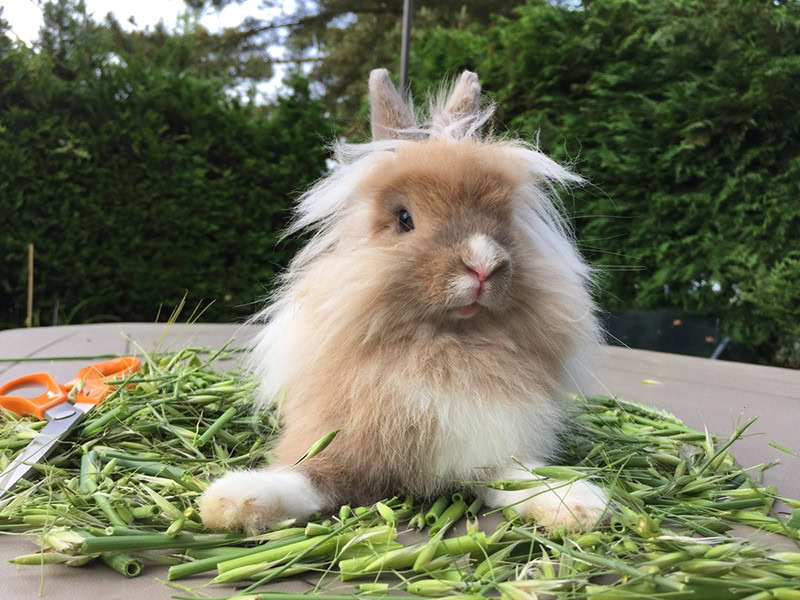 Lionhead Rabbit: Pictures, Care Guide, Lifespan & Traits