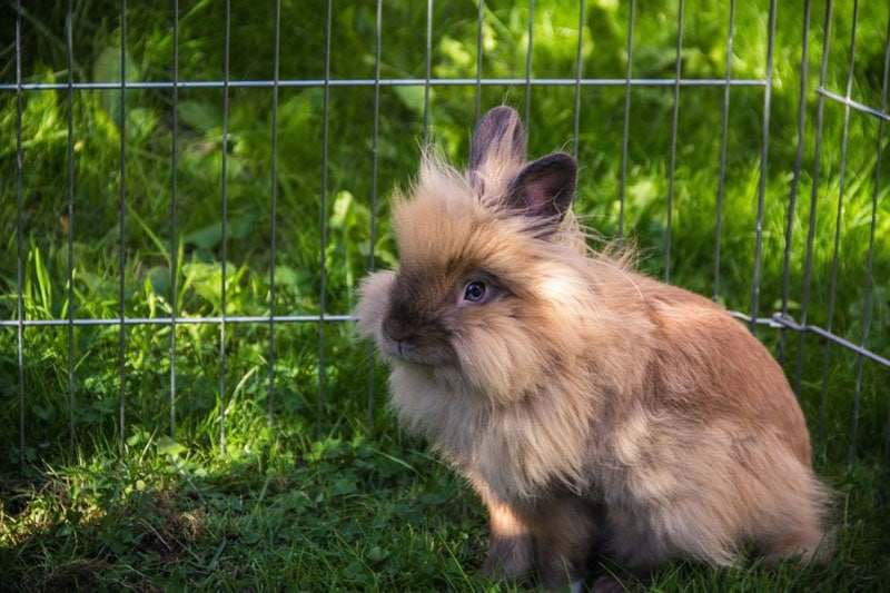 15 Brown Rabbit Breeds (With Info & Pictures)