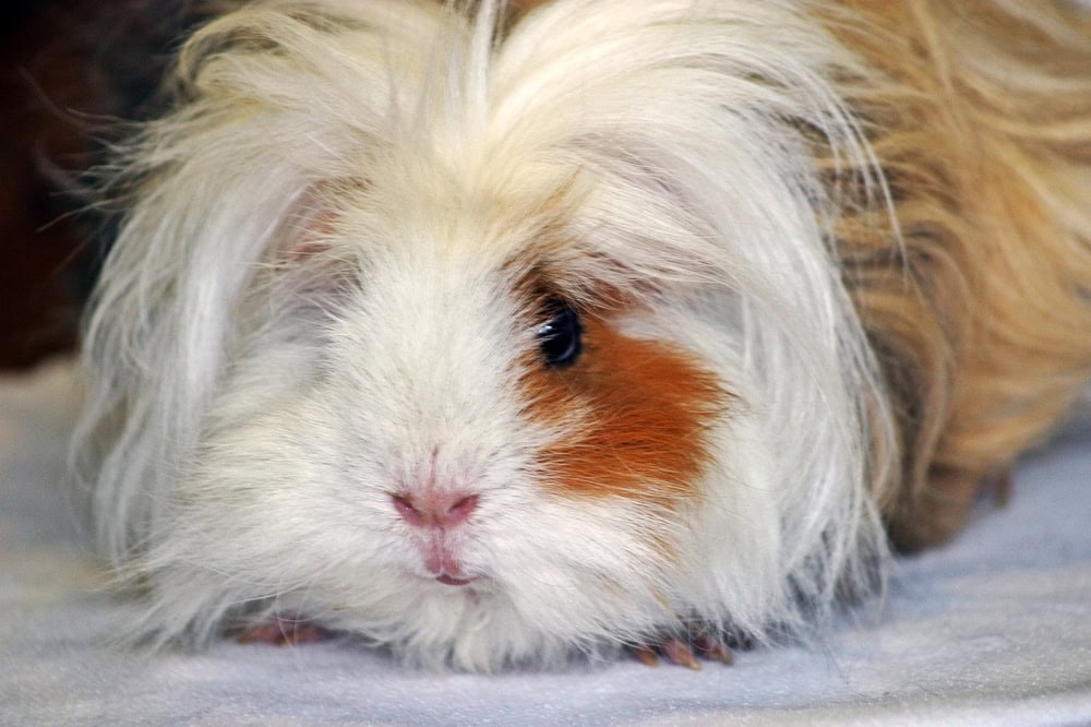 Lunkarya Guinea Pig: Pictures, Lifespan, Behavior & Care Guide