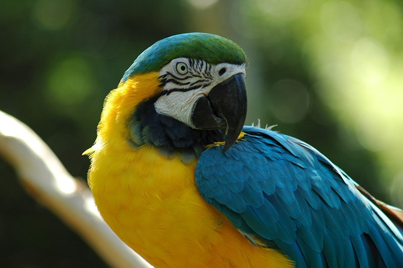 8 Amazing Talking Pet Birds You Can Bring Home Today