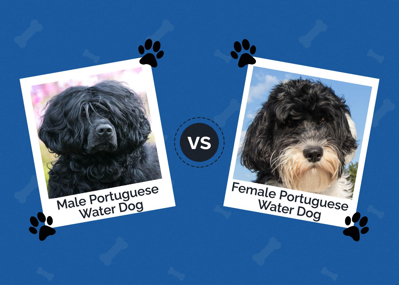 Male vs Female Portuguese Water Dog: The Differences (With Pictures)