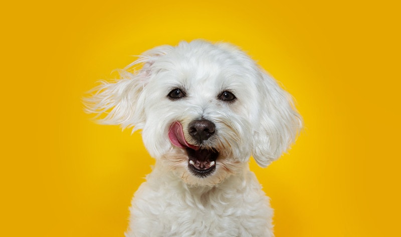 Why Do Maltese Lick So Much? 12 Vet-Reviewed Reasons