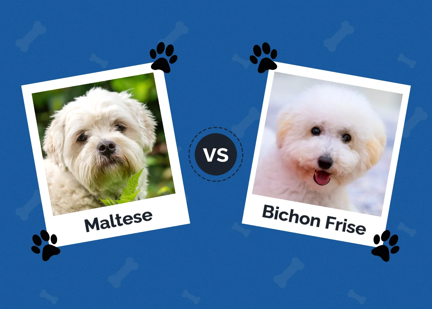 Maltese vs Bichon Frise: Key Differences (With Pictures)
