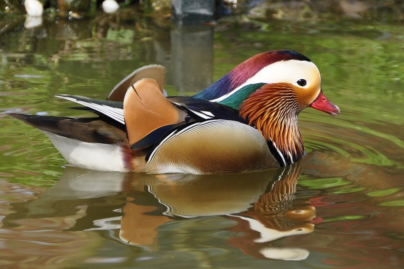 3 Birds That Don't Fly That You Can Keep as Pets (With Pictures)