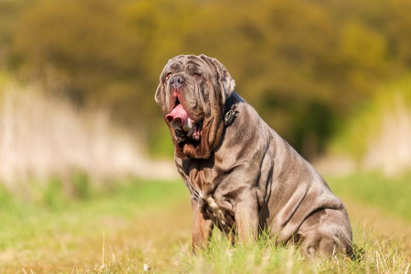 How Long Do Neapolitan Mastiffs Live? Average Lifespan, Data & Care