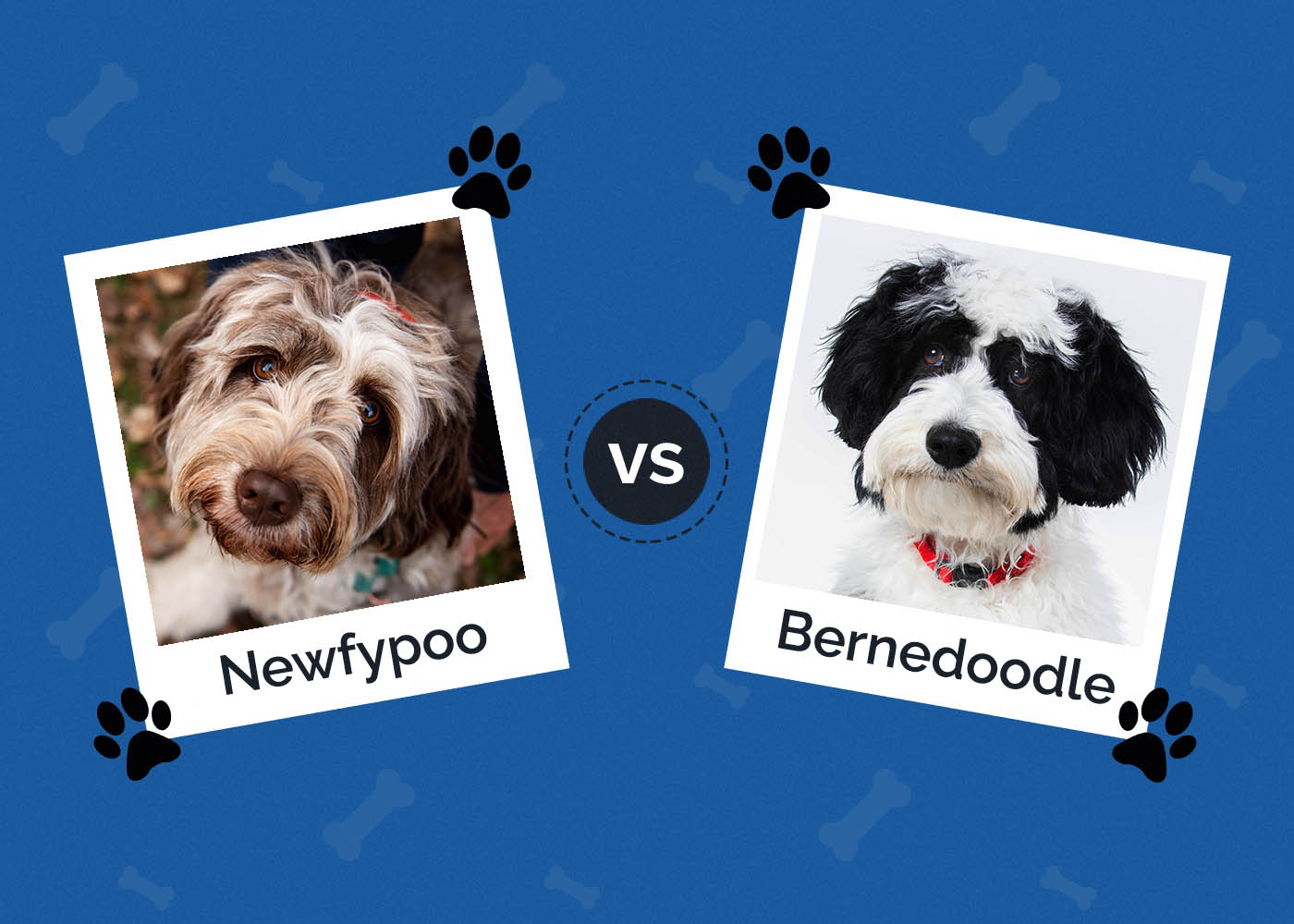 Newfypoo vs Bernedoodle: Differences & Similarities (With Pictures)