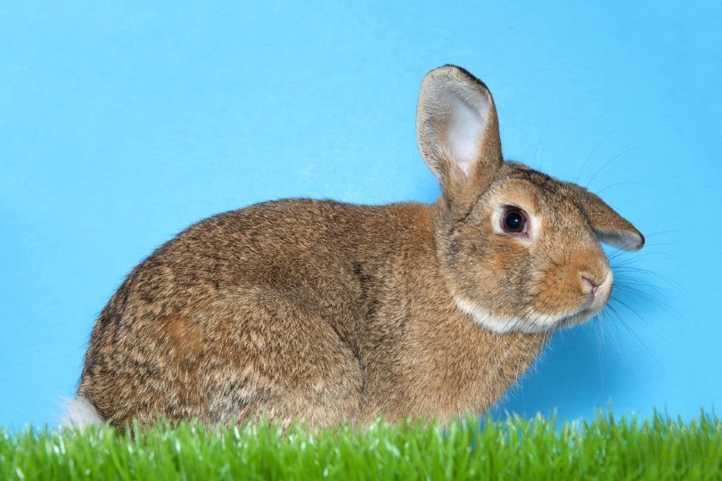 Palomino Rabbit: Facts, Care, Diet, Pictures & More