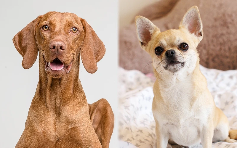 Vizsla Chihuahua Mix: Pictures, Care Guide, Temperament & Traits