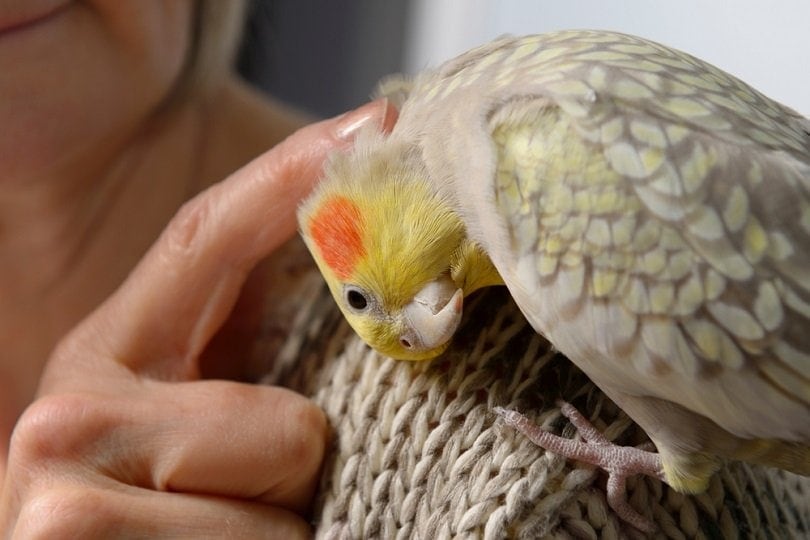 10 Best Parrots for Beginners: Pictures, Facts & History