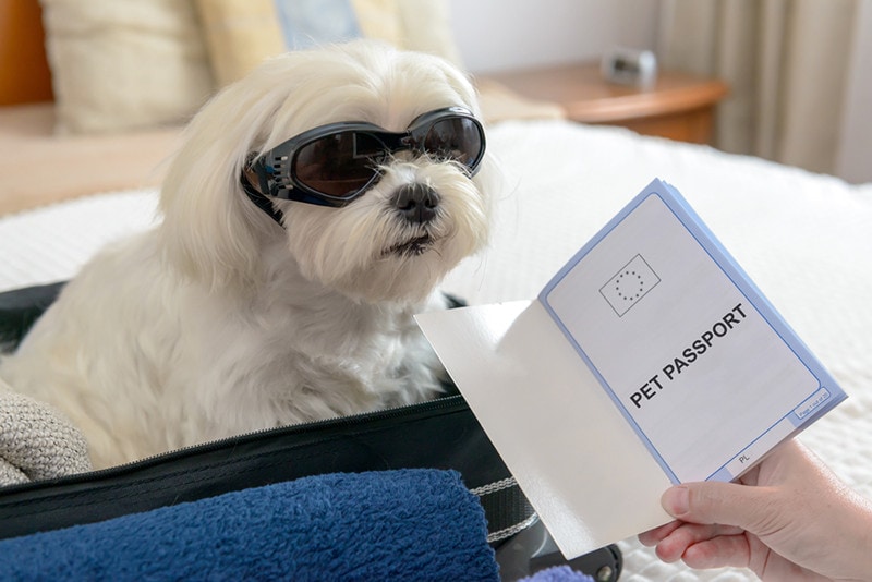 How Do I Get a Pet Passport in the UK? 2026 Expert Guide
