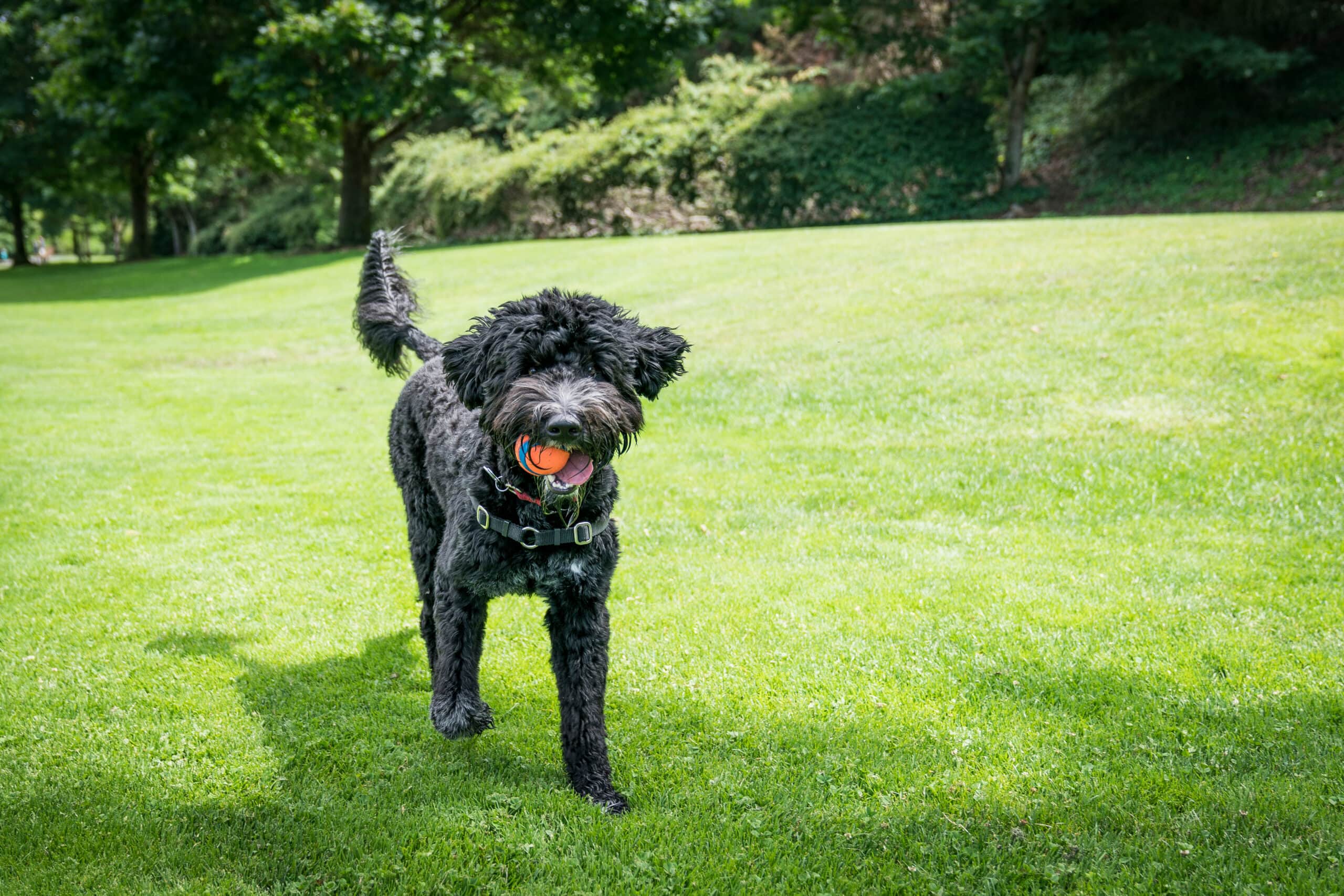 10 Portuguese Water Dog Mixes (With Pictures)