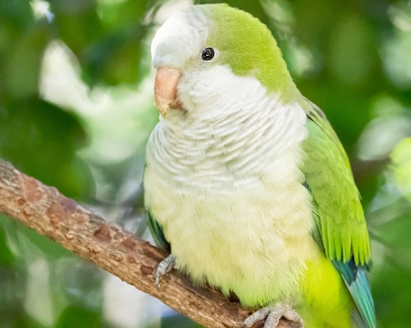 How Much Does a Quaker Parrot Cost? (2026 Price Guide)