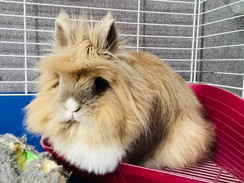 Why Is My Rabbit’s Pee Red? 10 Vet-Verified Reasons