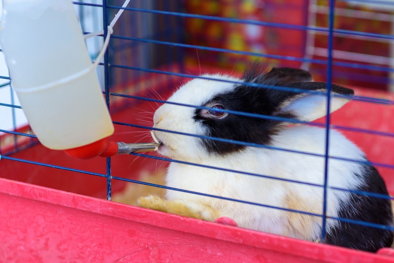How Long Can Rabbits Go Without Water? Vet-Verified Facts & FAQ