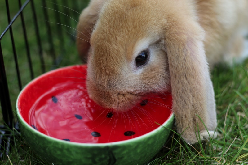 How to Get a Rabbit to Drink Water: 8 Simple Tips