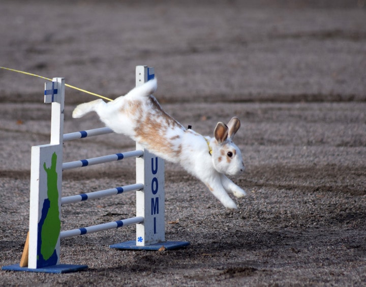 How High Can a Pet Rabbit Jump? The Interesting Answer