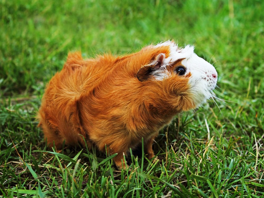 Abyssinian Guinea Pig Breed: Info, Pictures, Temperament & Traits