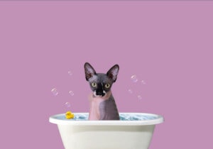 11 Best Cat Deodorizing Sprays - 2026 Reviews & Top Picks