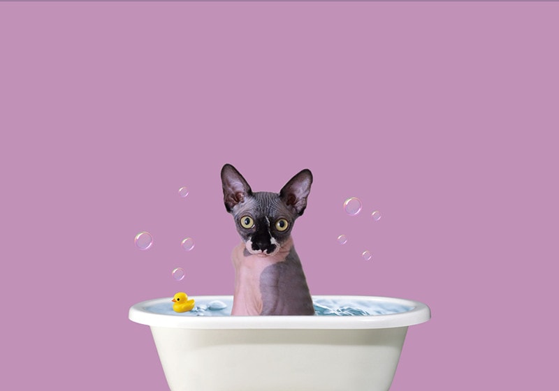 Bathing Sphynx Cats: 8 Vet Reviewed Tips