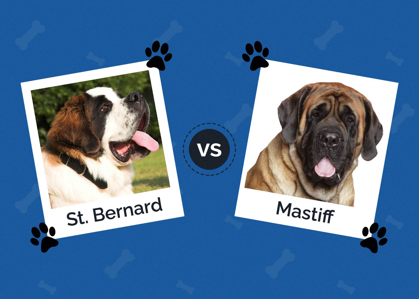 St Bernard vs Mastiff: Key Differences (With Pictures)