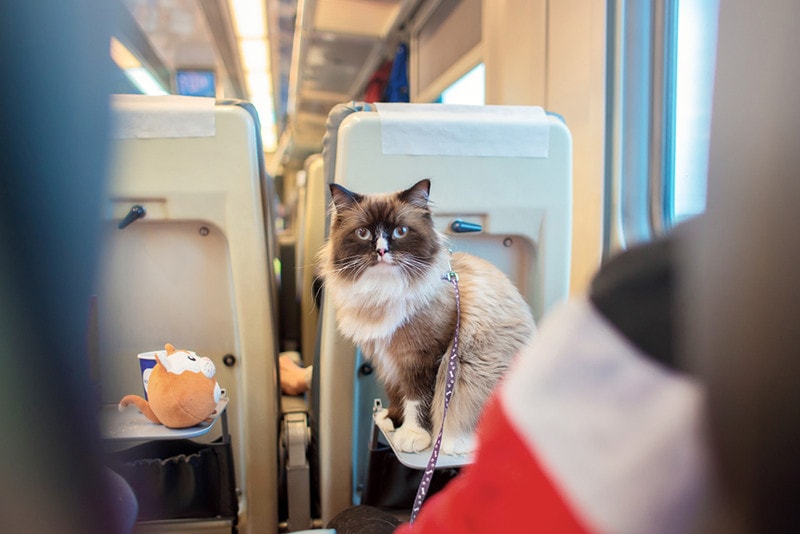 Does Amtrak Allow Cats? (2026 Update)