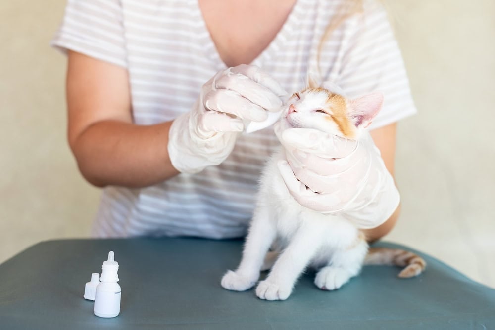 Can You Use Human Eye Drops on Cats? Vet-Reviewed Facts & Care Tips