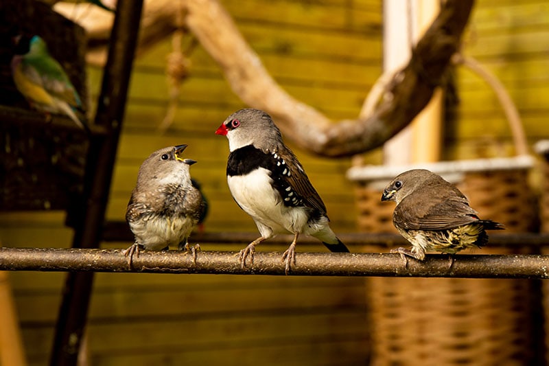 5 DIY Bird Room Ideas to Improve Your Pet’s Home (With Pictures)