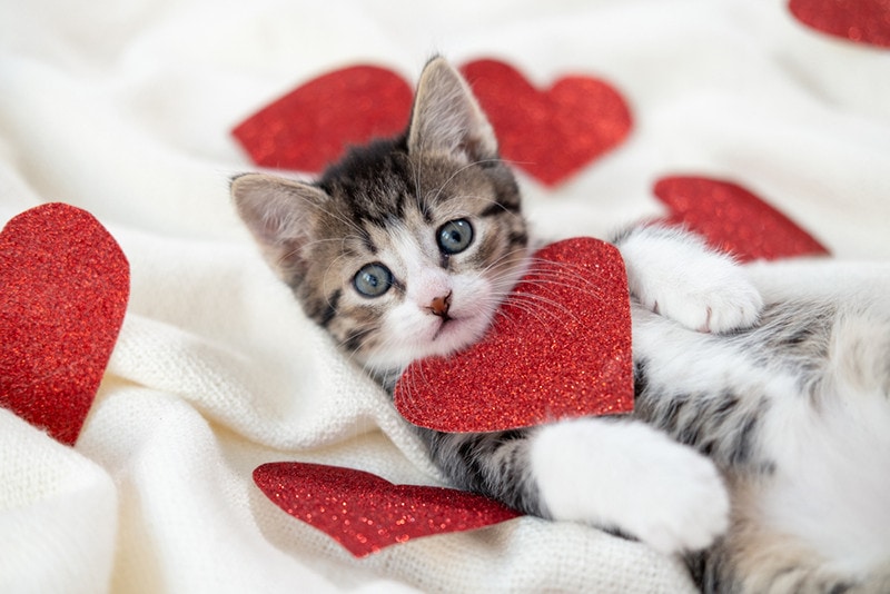 11 Amazing Valentine's Day Gifts For Cats That You Can Get Today