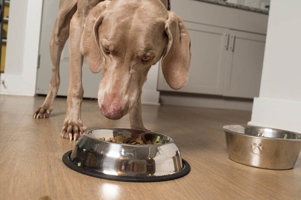 What Is Turkey Meal in Dog Food? Vet-Reviewed Nutrition Facts