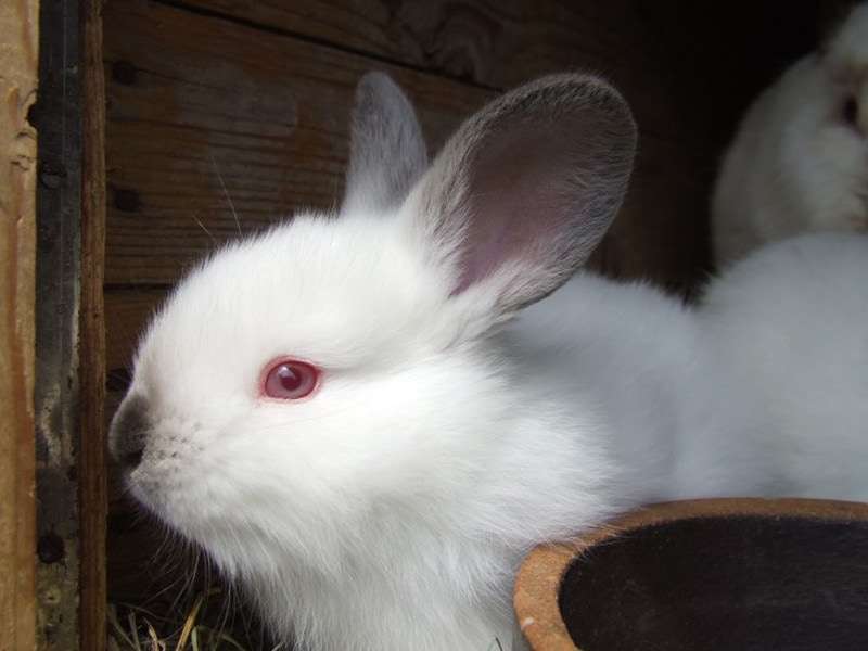 Can Rabbits See Colors? Vet-Appproved Eye Facts