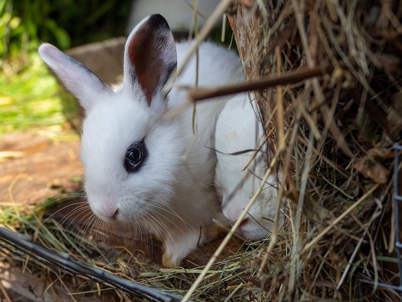 11 Exotic and Rare Rabbit Breeds (With Info & Pictures)