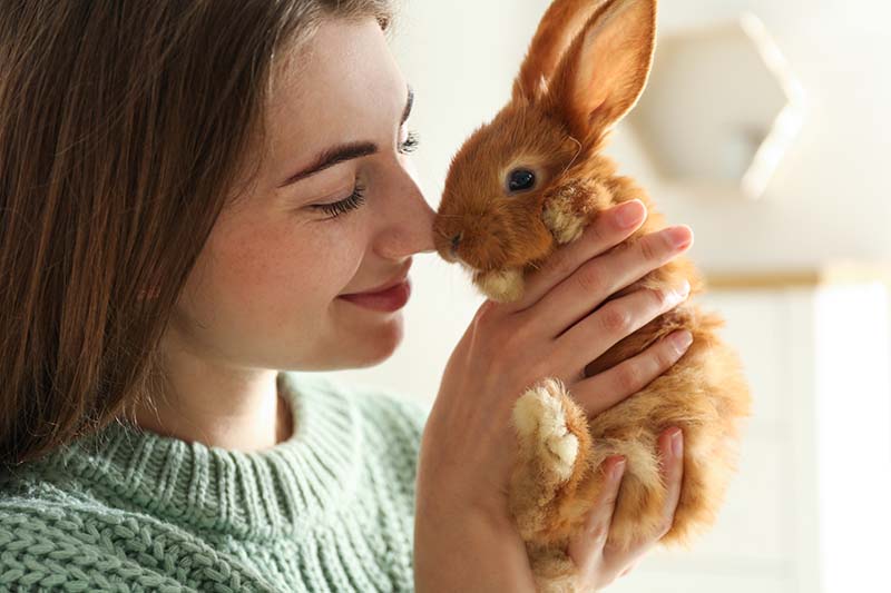 10 Friendliest Rabbit Breeds (With Info & Pictures)