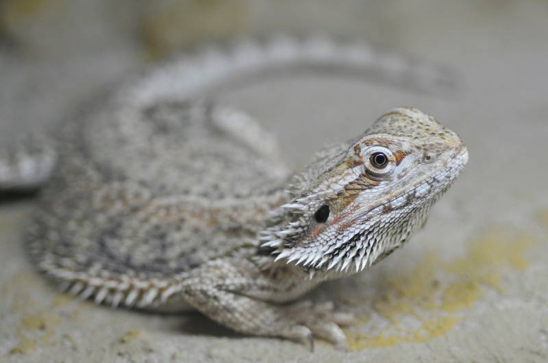 20 Incredible & Fun Bearded Dragon Facts