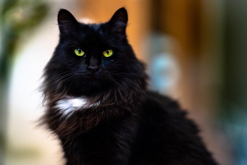 Are Black Cats Smarter Than Other Cats? Feline Intelligence Explained
