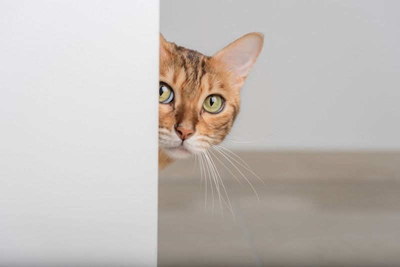 How to Keep a Cat Safe During a Super Bowl Party: 7 Expert Tips