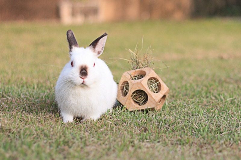 20 Incredible Facts About Pet Rabbits That You Should Know
