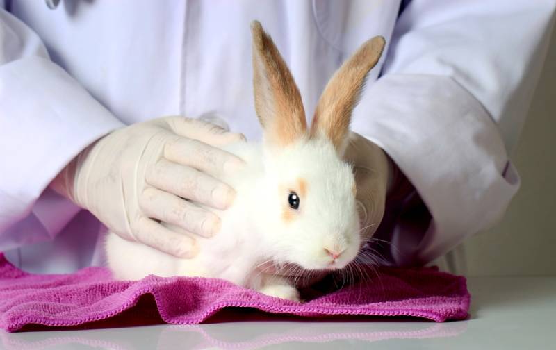 Do Rabbits Need Shots? Facts & FAQ (Vet Answer)