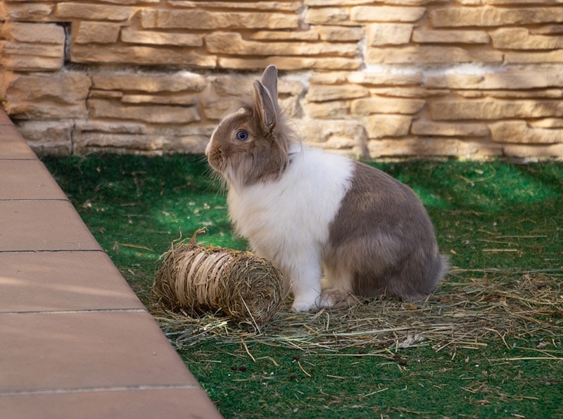5 DIY Rabbit Toys That Your Pet Will Love (With Pictures)