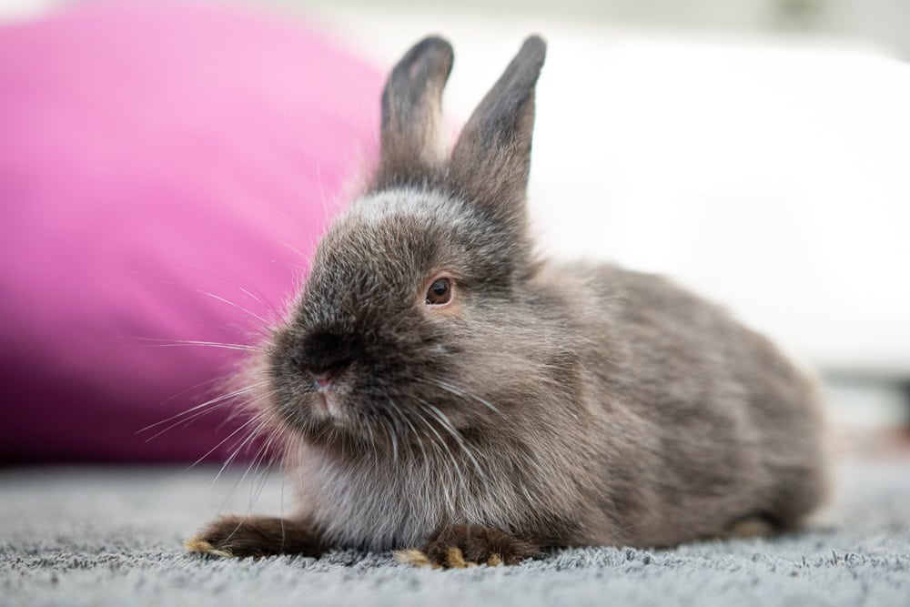 How to Get Rabbit Pee Out of Carpet: Expert Tips & Tricks