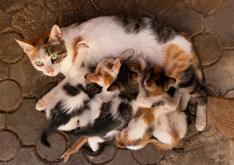 Can Cats Breastfeed After Being Spayed? Vet-Approved Advice