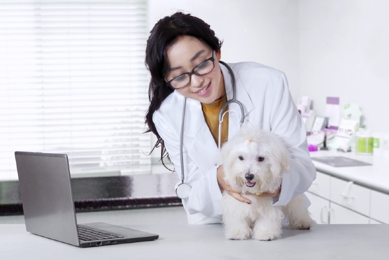 Dog Allergy Testing: Types, Reliability & How It Works (Vet-Approved Guide)