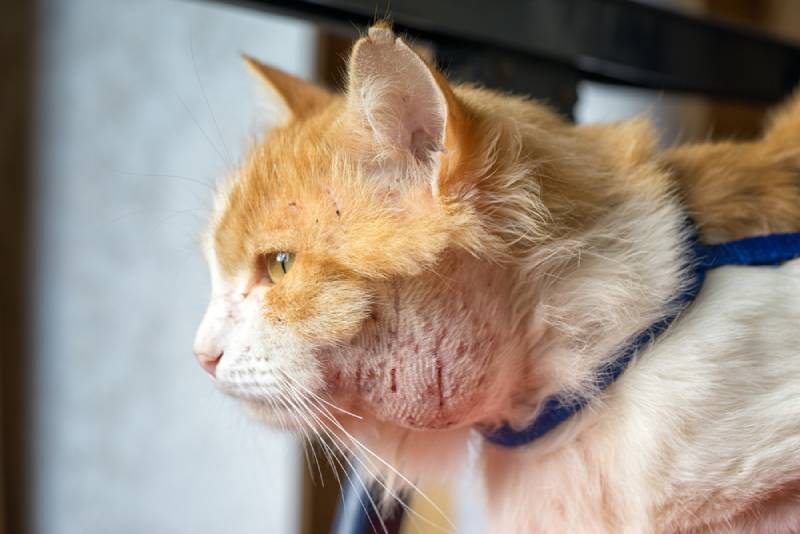 Abscesses In Cats: Vet Approved Signs, Causes & Care
