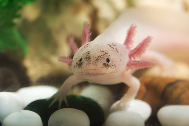 Does An Axolotl Lay Eggs? Vet Reviewed Facts & FAQ